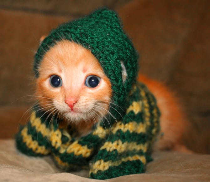 The internet phenomenon the kute kitteh